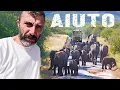 Download Lagu Circondati da ELEFANTI, Leoni e Bufali in Africa - Qui NON puoi SBAGLIARE
