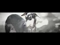 Download Lagu kanni dogs mass whatsapp status