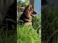 Download Lagu Bot kak to tak #germanshepherd #dogs #pets #shortvideo #shorts #viralshorts #trending