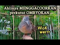 Download Lagu Suara perkutut Lokal MINTA KAWIN Ahlinya Menaikkan Birahi Lawan - Bikin Perkutut Lokal gacor nyaut