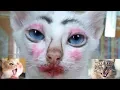 Video tingkah lucu kucing gemesin bikin ketawa ngakak
