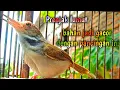 Download Lagu prenjak lumut bahan jadi gacor dengan pancingan ini