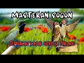 Download Lagu Masteran Sogon tembakan kasar gereja tarung