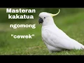 Download Lagu masteran kakatua / melatih kakaktua  ngomong cewek