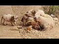 Download Lagu Seekor induk anjing menahan rasa sakit yang tak berkesudahan tanpa bantuan, berjuang hingga napas