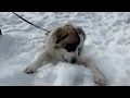Pet friendly resort near Yosemite