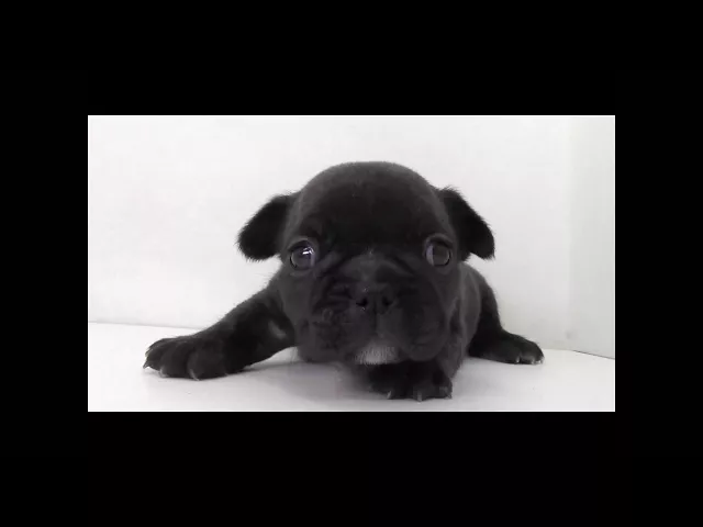 動画