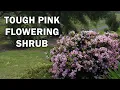 Download Lagu COSMIC PINK™ Raphiolepis is a compact tough shrub with pink flowers galore