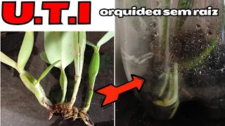 salvei orquidea com uti resultado 