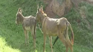 Ass Mating Viral Animalvideo Animalmating Trendingvideo Mating 