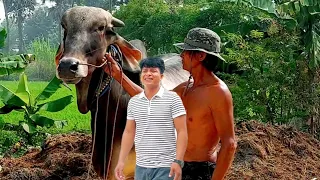 As a teacher, but not stingy, run to help put grass to take care of cows for old father