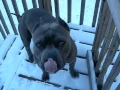 Blue Nose Pitbull