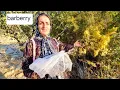 Download Lagu Barberry: The Super Herb You Didn't Know You Needed