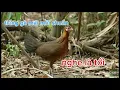 Lagu Tiếng Gà Mái Rừng  Kiêu Mồi Chuẩn Nhất.  Trung Gà Rừng  #trunggarung 
