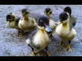 HEALTHFIRST Duck fleas