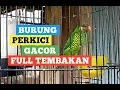 Lagu Burung Perkici Gacor Full Tembakan,Cocok Untuk Masteran