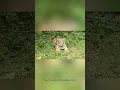 Download Lagu Top 5 verbluffende feiten over de Bengaalse tijger 🐅 #feiten #tijger #shorts