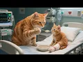Download Lagu Mama Cat Takes Care Of Kitten That Fell While Learning To Ride A Bike