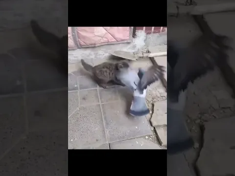 Mačka i golub oči u oči! Ono što je uslijedilo morate vidjeti 😱🐱🕊️#cats