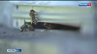 В Омске установили личность пчеловода-мошенника