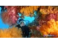 Lagu Raja Ampat Reefs