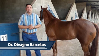 cavalos 05 an lise morfol gica para comprar um cavalo parte 02 