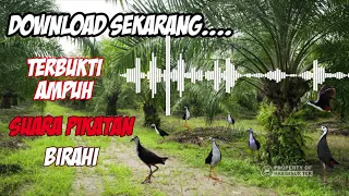 Download suara pikat burung ruak ruak memanggil pasangannya || terbukti ampuh MP3