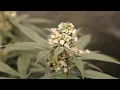 Pollinating the Gush Mints Fem Lineup