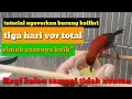 Download Lagu CARA melatih burung KOLIBRI agar makan voer,makanan kolibri|| cám chimhutmat