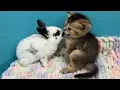A Bunny Appears… and This Kitten’s Reaction Is Pure Magic. Subtitles