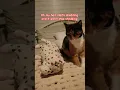 Download Lagu 🤭✨️Uncontrollable 🐾😸 #ytshorts #cat #cute #catvideos #catshorts #funnypets #cocoandloco
