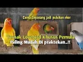 Lagu Modal Sepasang Jadi Puluhan Ekor‼️Ternak Lovebird Paling mudah khusus Pemula