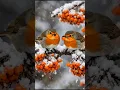 Lagu Two tiny hearts, one magical winter moment ❄️🐦 #birds #europeanrobin #winterbirds #rarebirds #bird