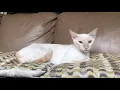 Bonnie flame Point Siamese needs home