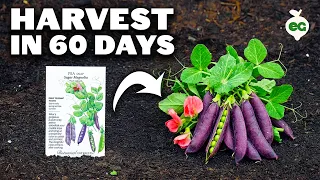 Growing Peas, from Seed to Harvest (FULL GROW GUIDE)