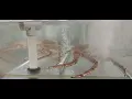 Live King Crab 99 Ranch Market