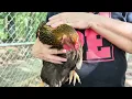 Help name these cute chickens
