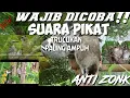 Lagu SUARA PIKAT BURUNG TRUCUKAN PALING AMPUH || ANTI ZONK.