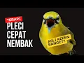 Download Lagu Terapi Pleci Agar Nembak Materi, Bikin Lawan Ikut Gacor dan Cepat Buka Paruh