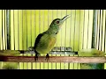 Download Lagu Kolibri manggar TROTOL gacor TELER besetan tajam pancingan KOLIBRI kelapa agar bunyi