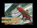 Download Lagu SUARA BURUNG NURI TERNATE