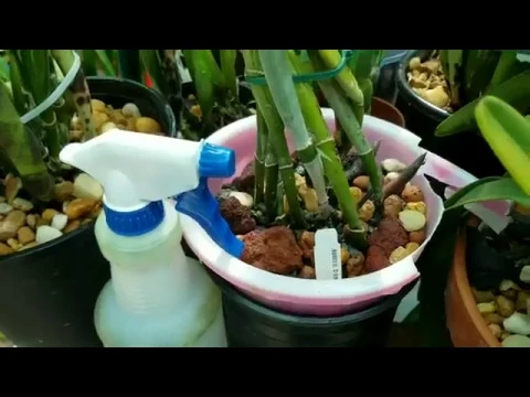 2019 CATTLEYA ORCHID REVIEW WOG