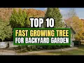 Quick Shade and Privacy Top 10 Fast Growing Trees for Your Backyard
