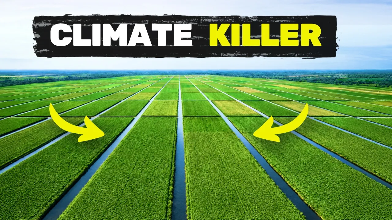 We're turning a farm back into a swamp