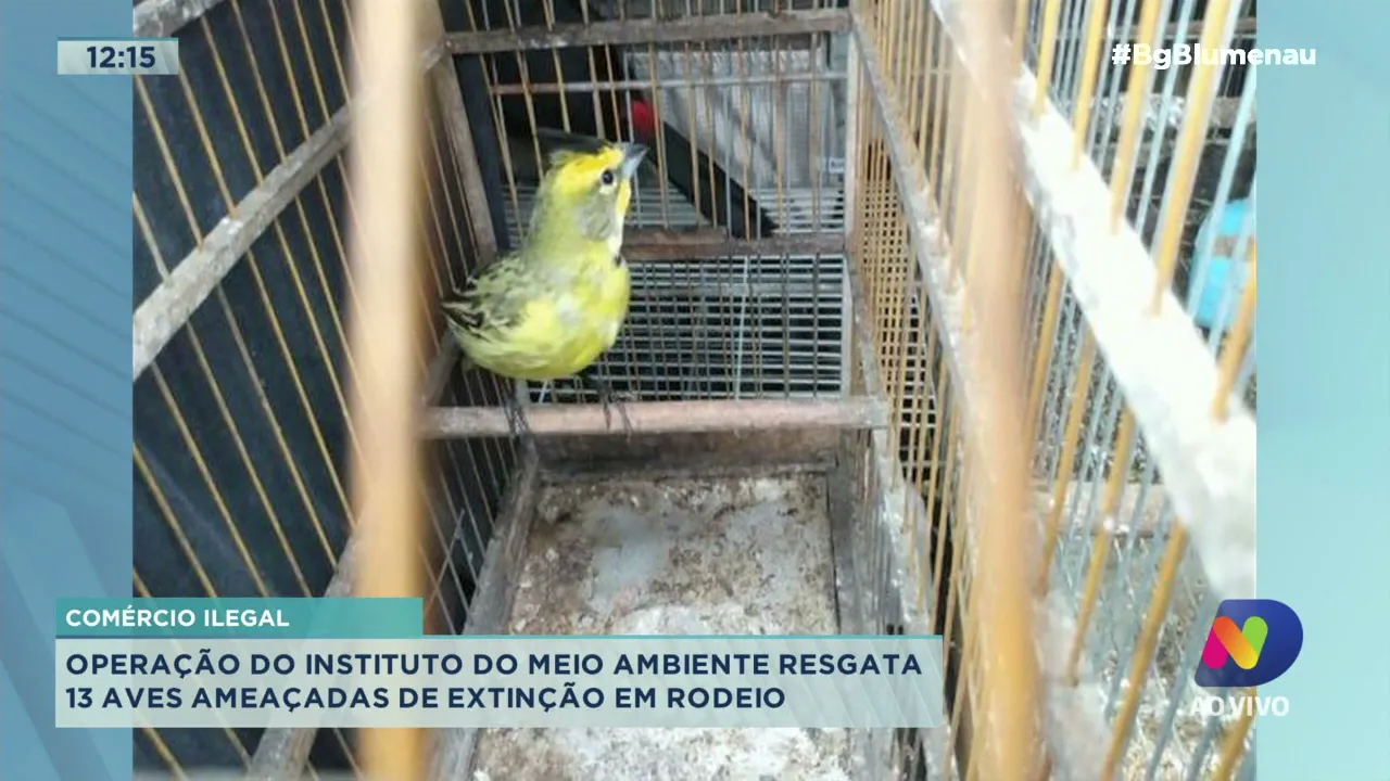 Operação do Instituto do Meio Ambiente resgata 13 aves ameaçadas de extinção em Rodeio