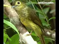 Download Lagu suara pikat burung brinji tunggir