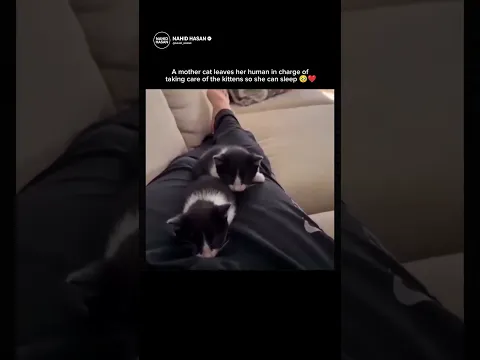 A mother cat leaves her human in charge of taking care of the kittens so she can sleep 🥹❤️