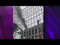 Download Lagu Orangutan grabs man at zoo