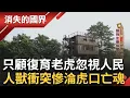 Download Lagu 只顧保育老虎卻沒設緩衝區 尼泊爾村民慘遭虎咬喪命! 保育人士設\
