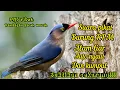 Download Lagu SUARA PIKAT\u0026MASTERAN BURUNG RAMBATAN PARUH MERAH (RPM) RIBUT DI ALAM LIAR